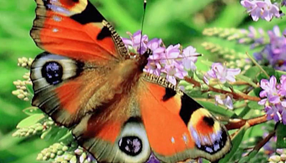 Tales of Koosha 2 S01E02