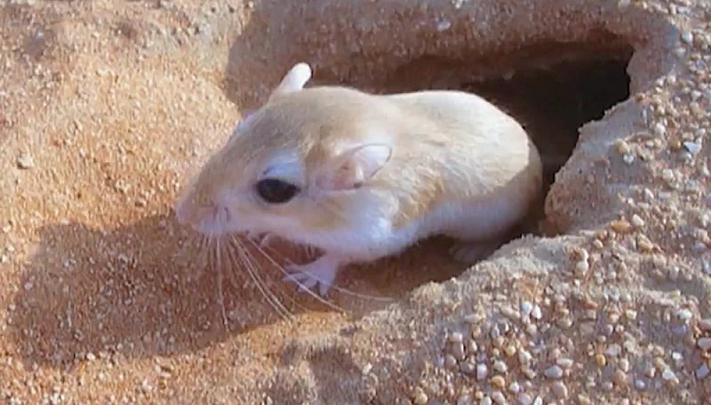 Tales of Koosha 2 S01E07