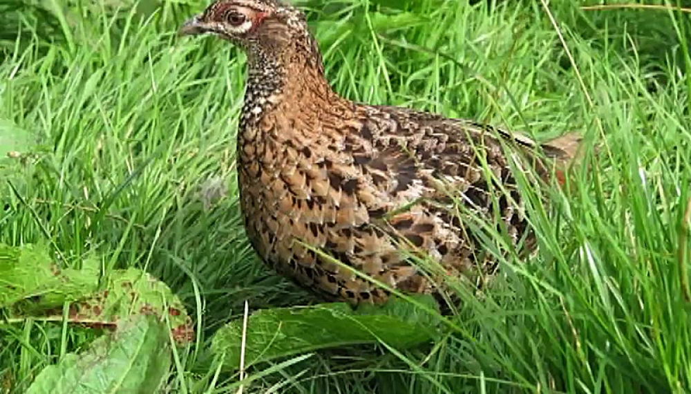 Tales of Koosha 2 S01E11